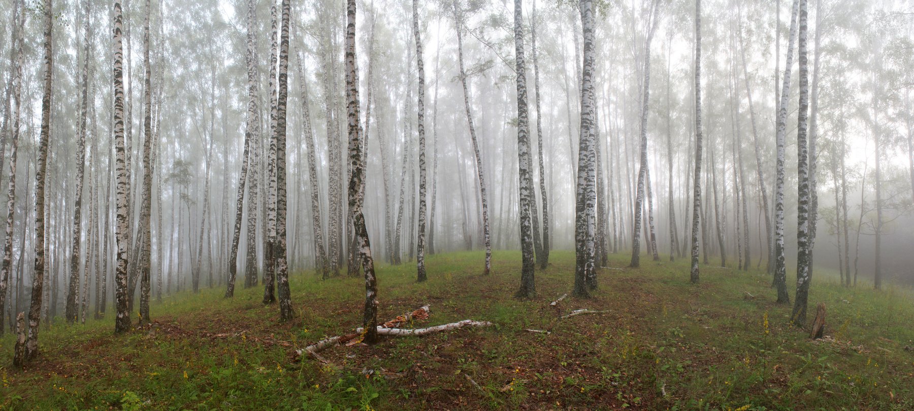 лес, туман , утро., Свистков Александр