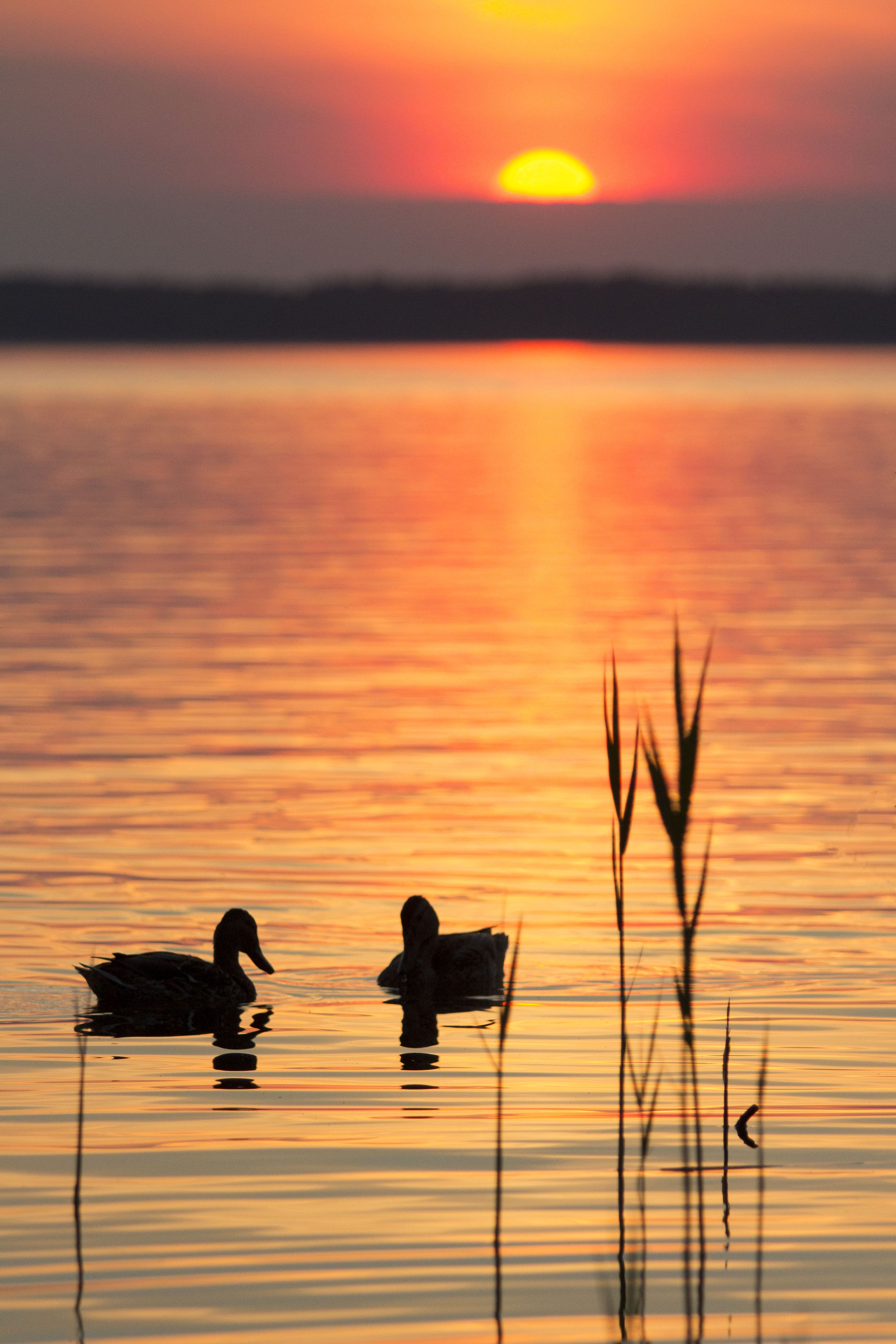 Ducks, Lake, Reed, Romance, Sunset, Zenonas Mockus