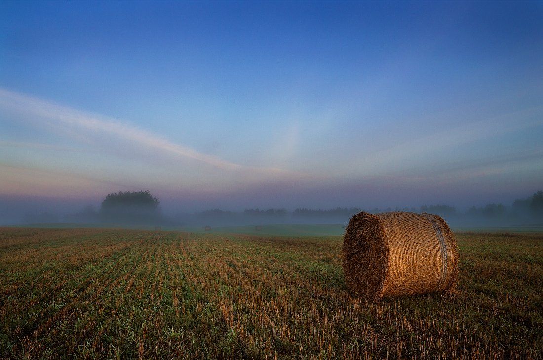 Clouds, Field, Fog, Forest, Mist, Sky, Justinas Kondrotas