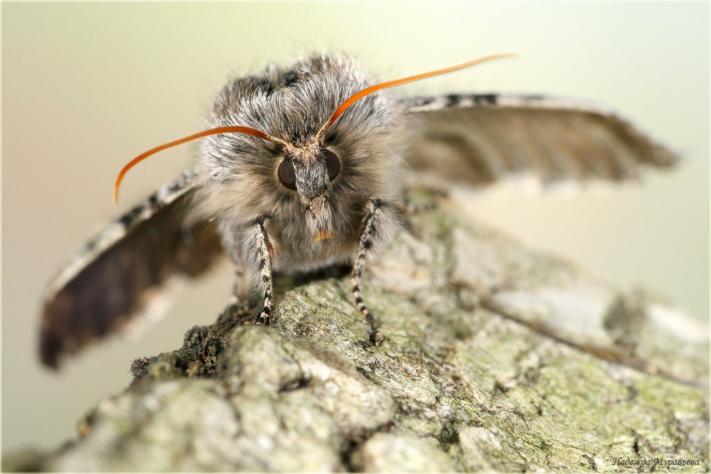 пухоспинки, thyatiridae, пухоножка желтоусая, achlya flavicornis, Надежда Муравьёва