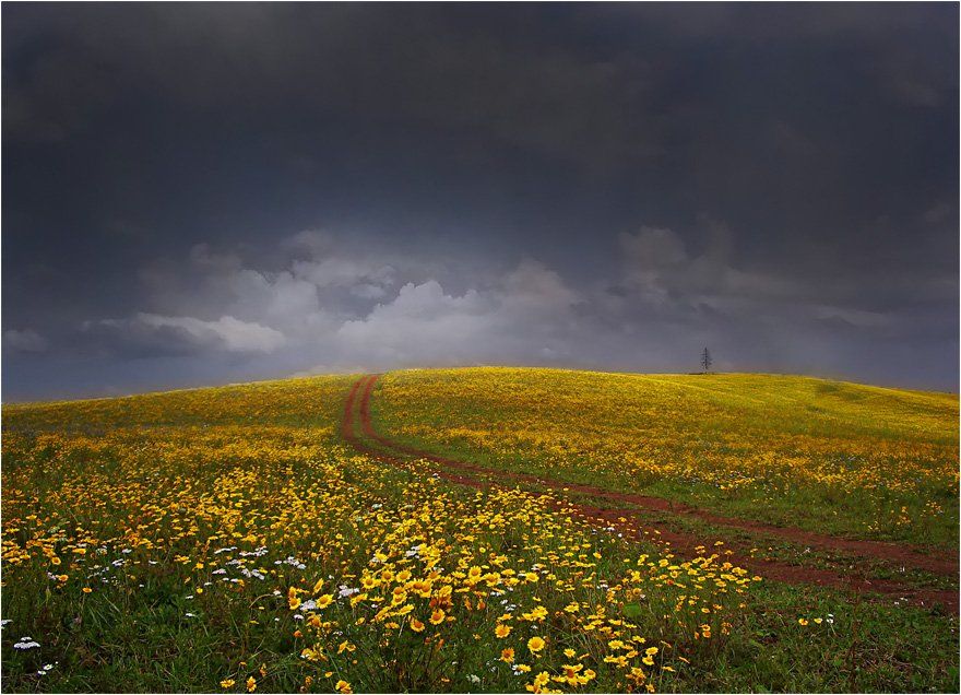 пейзаж,небо,поле,ромашки,удмуртия, Андрей,любитель 35photo