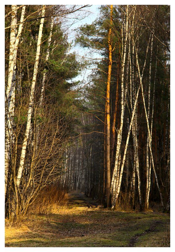лес, весна, опушка, Александр Мартынов