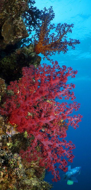 красное море, кораллы, Андрей Макеев