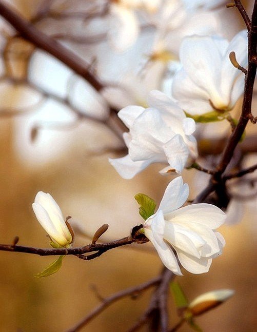 magnolia, mikedrebet
