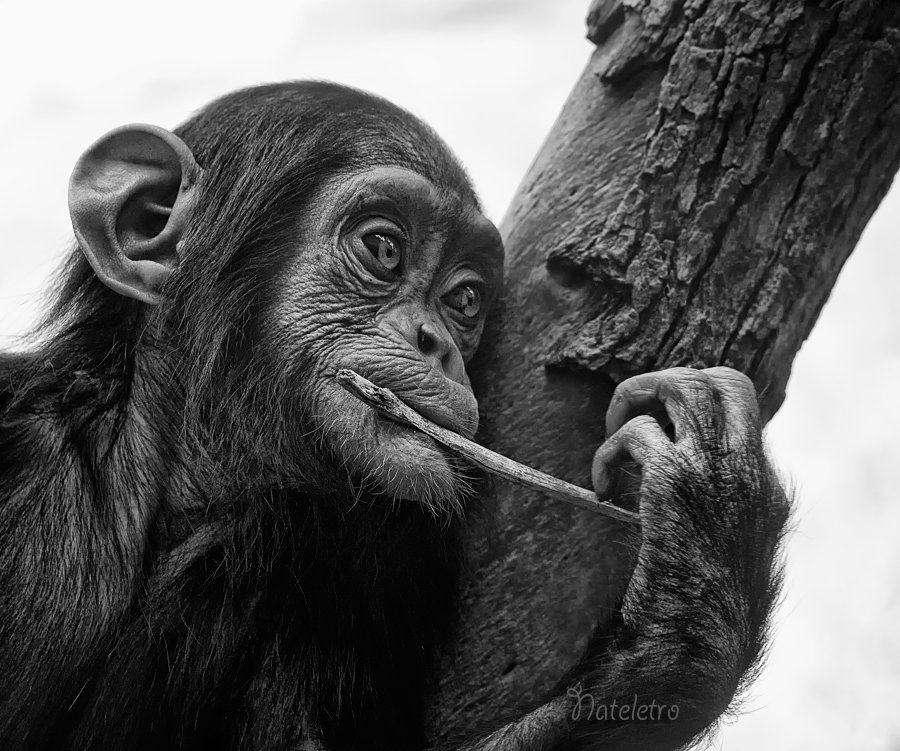 шимпанзе, Nateletro