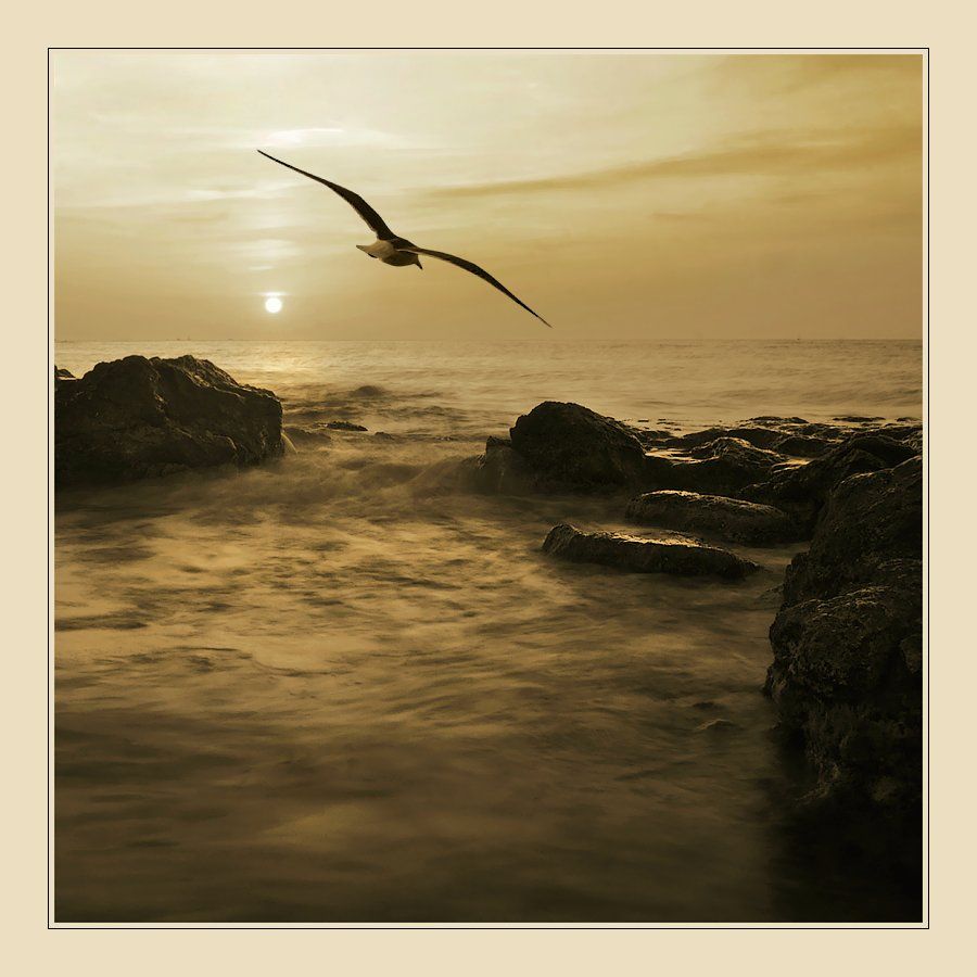 чайка, море, камни, закат, пейзаж, крым, Oleg Dmitriev