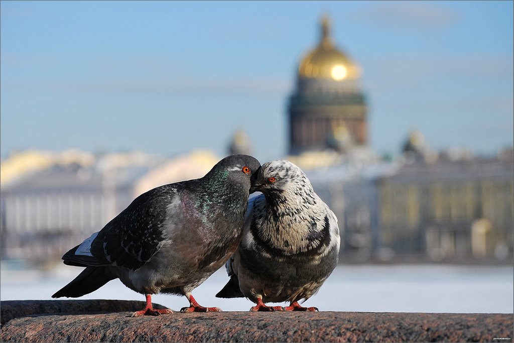 птицы,питер,весна, PIMOKAT