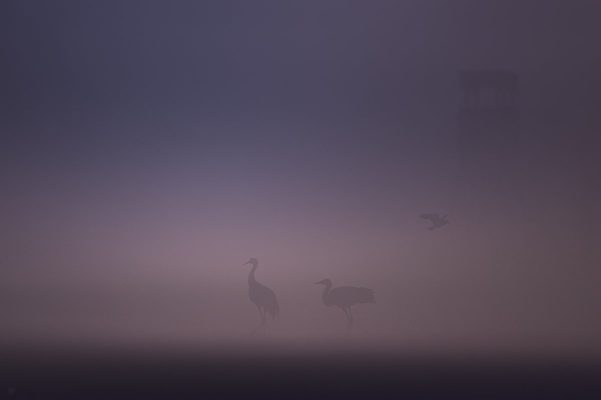 birds, fog, crane, lapwing, Wojciech Grzanka
