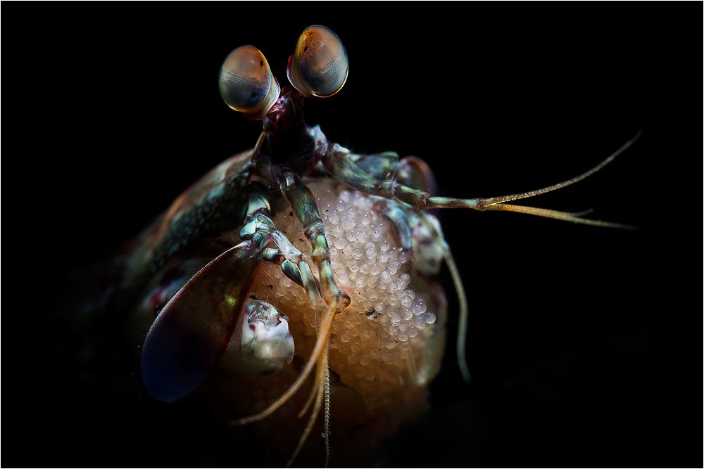 Lembeh strait, Mantis shrimp, North sulawesi, Underwater photography, Пролив Лембе, Рак-богомол, Северный сулавеси, Олег Федин