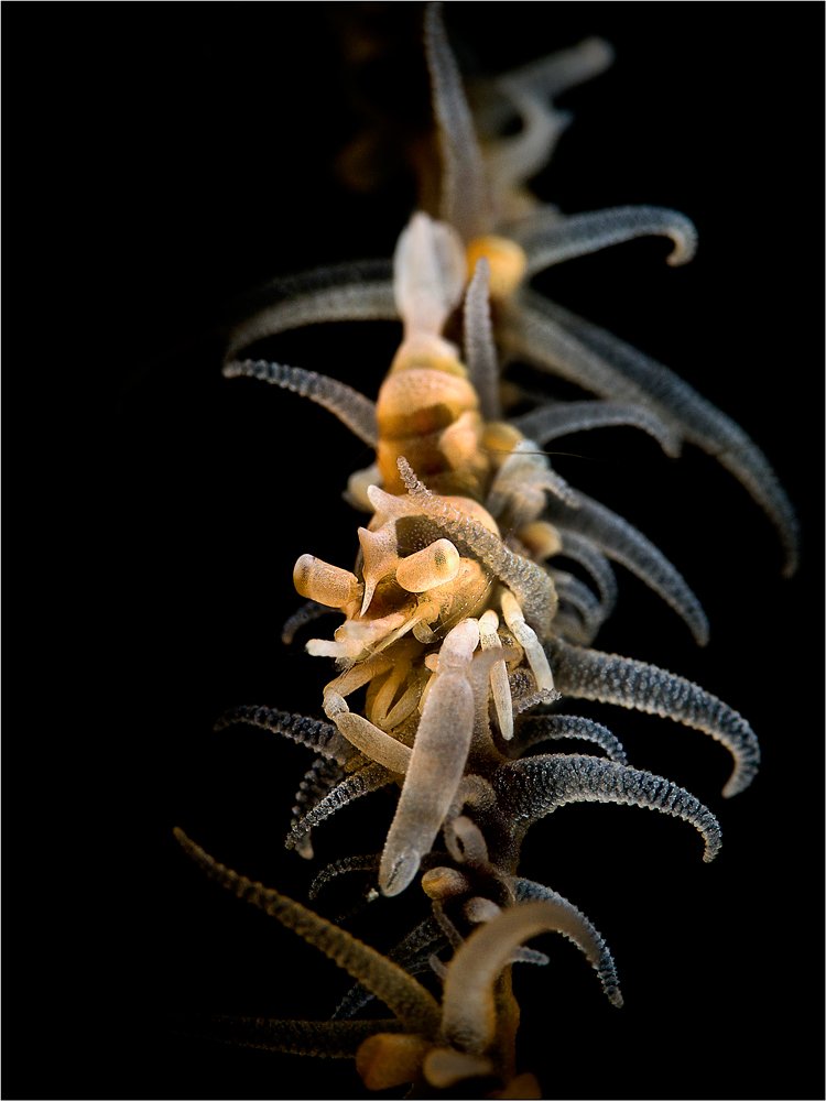 Zanzibar whip coral shrimp, North Sulawesi, Indonesia, underwater photography, Олег Федин