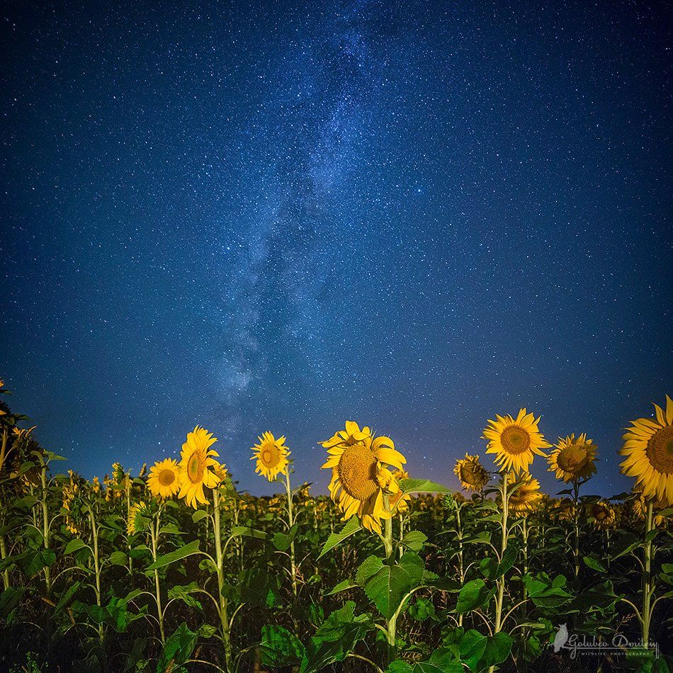 sunflowers. milkywaw, night, astrophoto, astro, stars, flowers, field, подсолнухи, млечный путь, звезды, ночь, пейзаж, Голубев Дмитрий