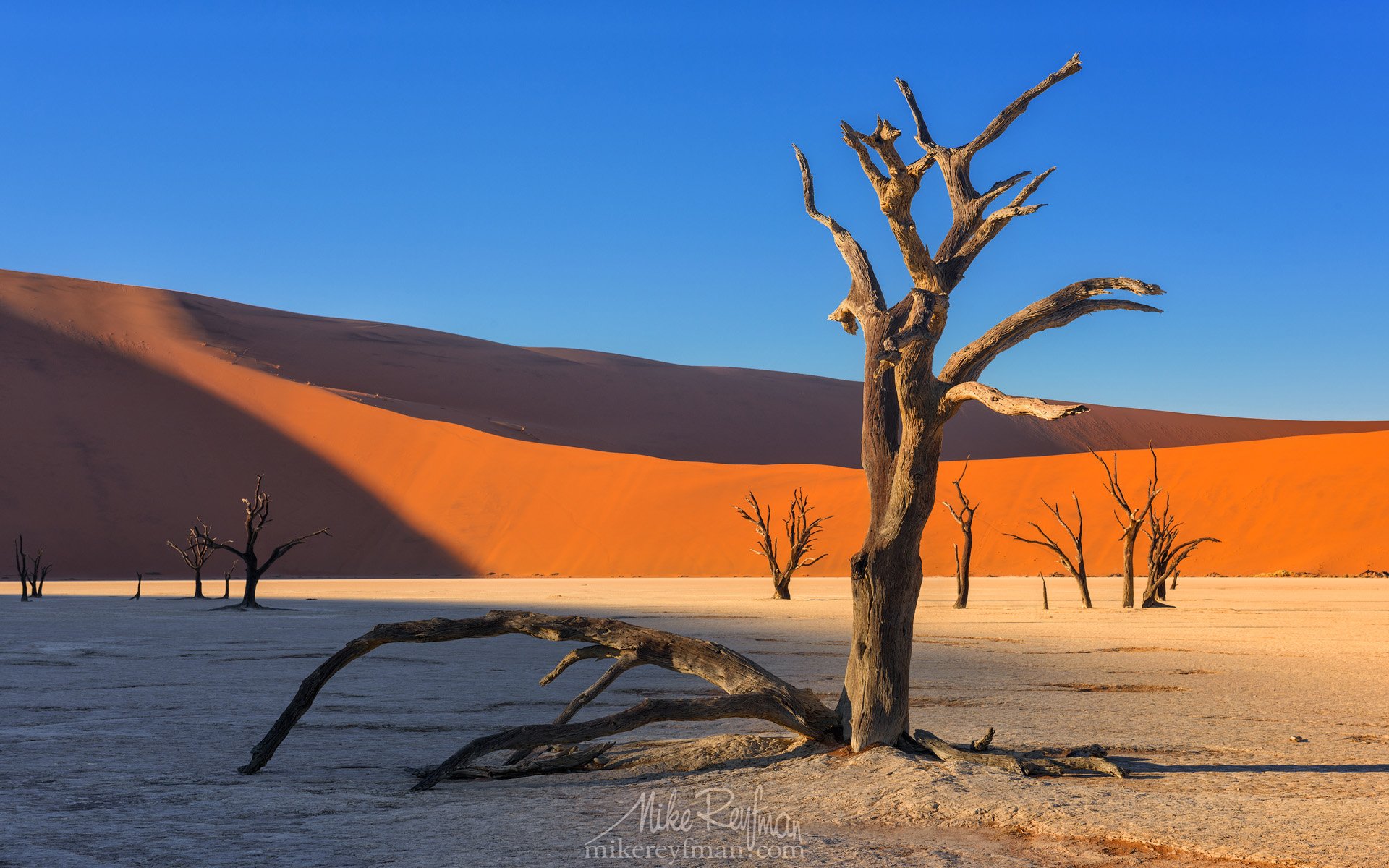 Ancient Skeletal Camel Thorn Tre, Dead Vlei, Namib Naukluft National Park, Майк Рейфман