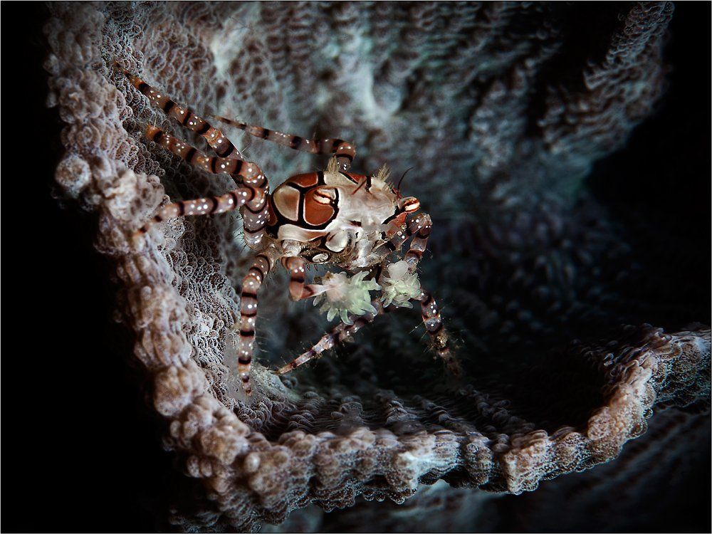 Краб-боксер, Индонезия, Северный Сулавеси, пролив Лембе, boxer-crab, North Sulawesi, Lembeh Strait, underwater photography, Олег Федин