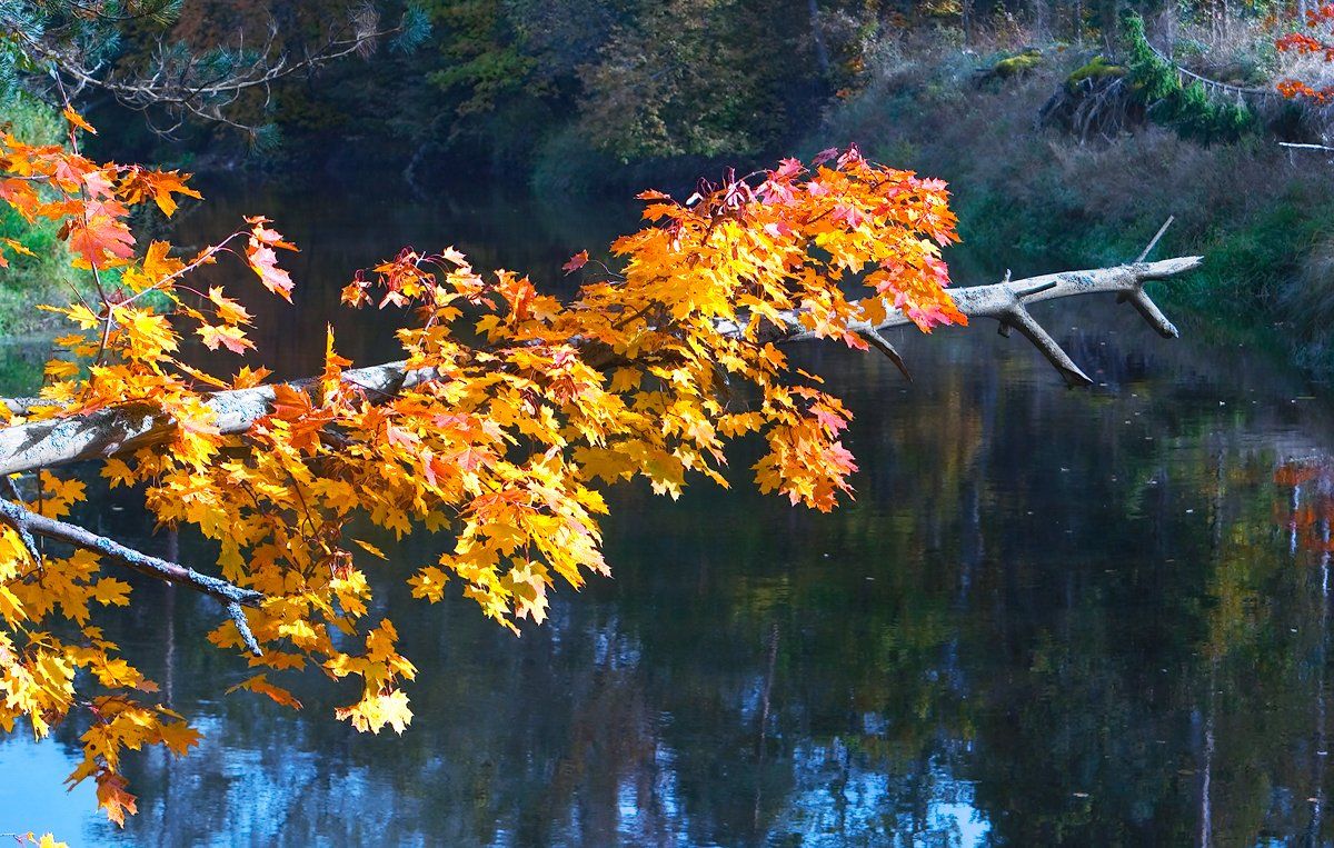 золотая осень, клён, мещёра, река, рязанская область, Валерий Пешков