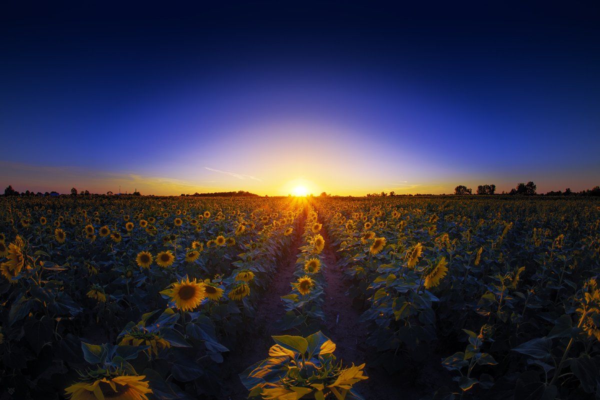 sunflowers, field, sunset, Wojciech Grzanka