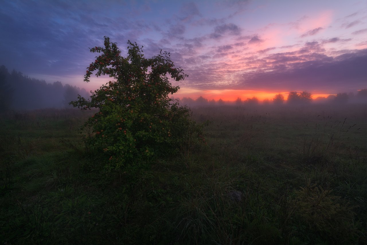 Landscape, Natgeo, Nikon, Nikon D7100, Rosphoto, Russia, Sigma10-20, Осеннее утро, Осень, Пейзаж, Пейзажнаясъемка, Пейзажное фото, Рассвет, Туман, Утро, Фототурывыходногодня, Яблоки, Жмак Евгений