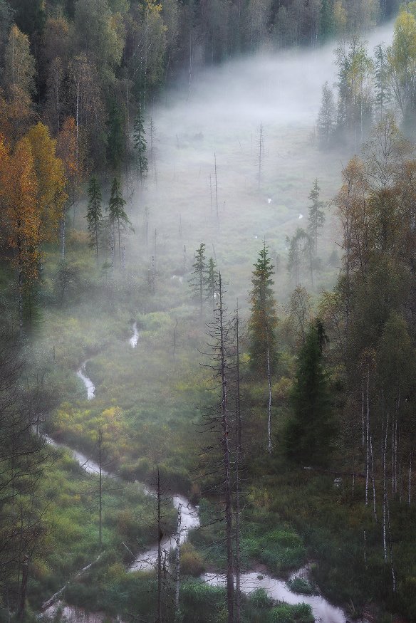 ленинградская область, туман,осень, Евгений Ляпунов