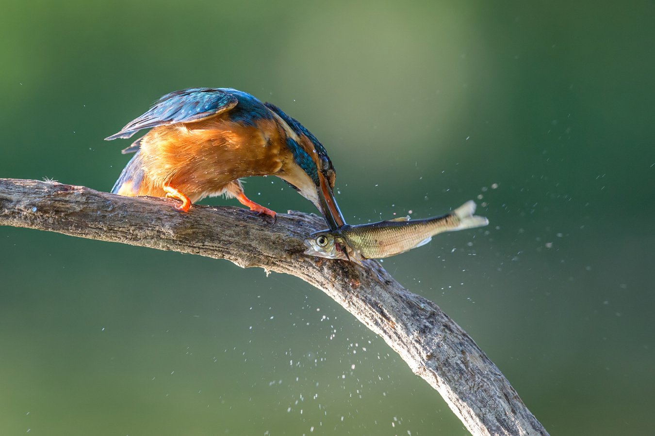 kingfisher, Marcin Kaczmarkiewicz