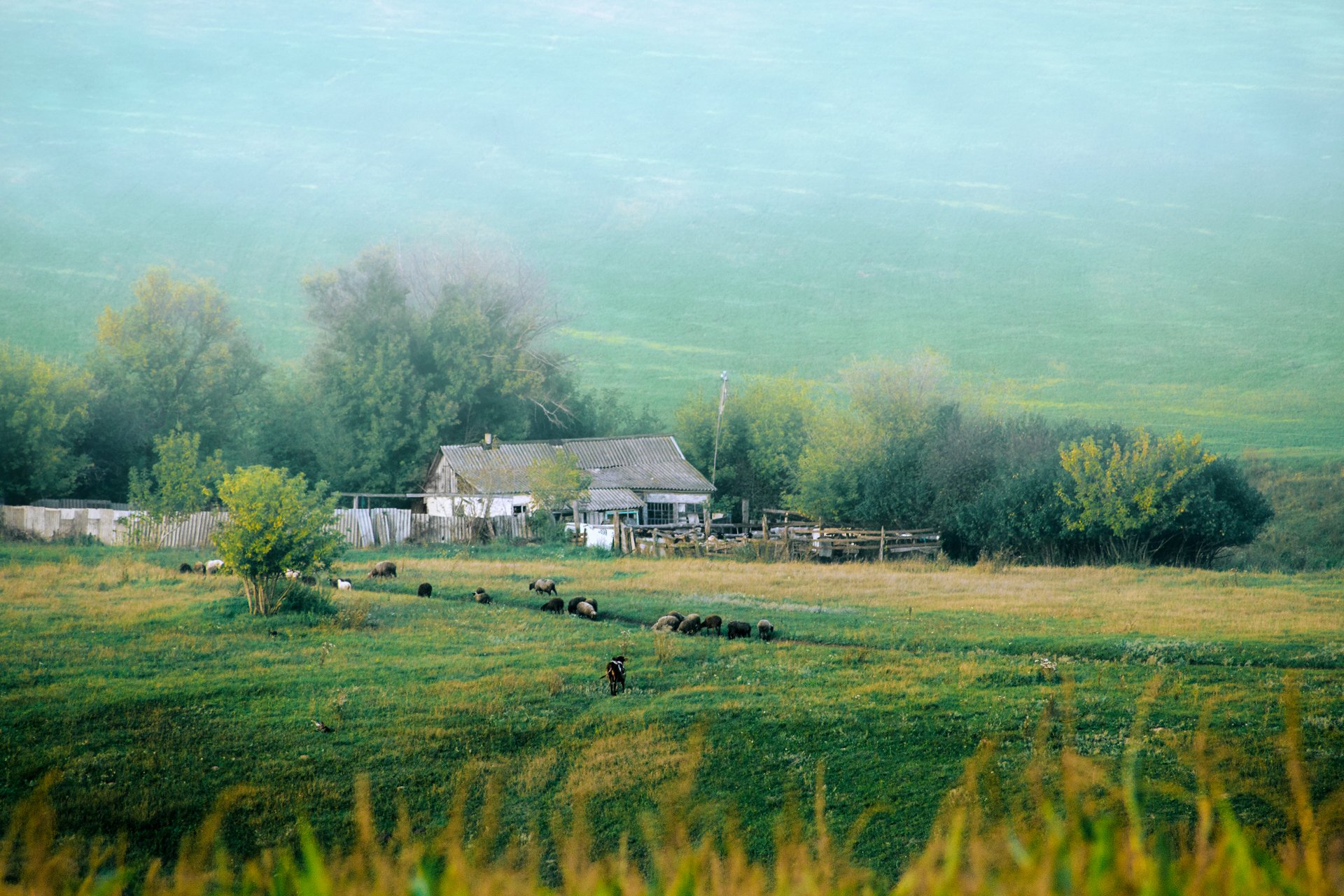 деревья, дом, крыша, овцы, поле, трава, туман, холмы, Юрий Котов