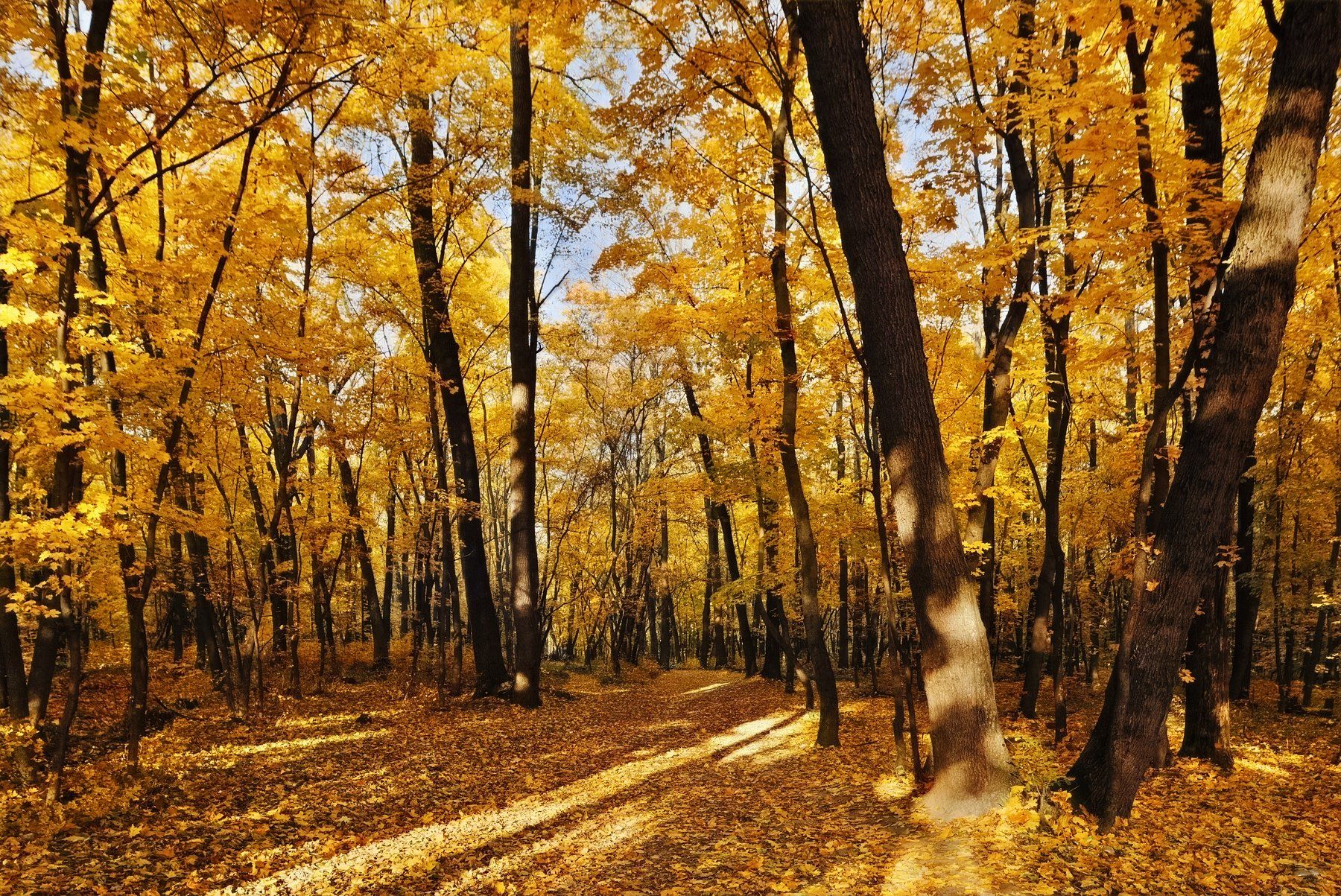 осень,лес,пейзаж, Сячин Саша