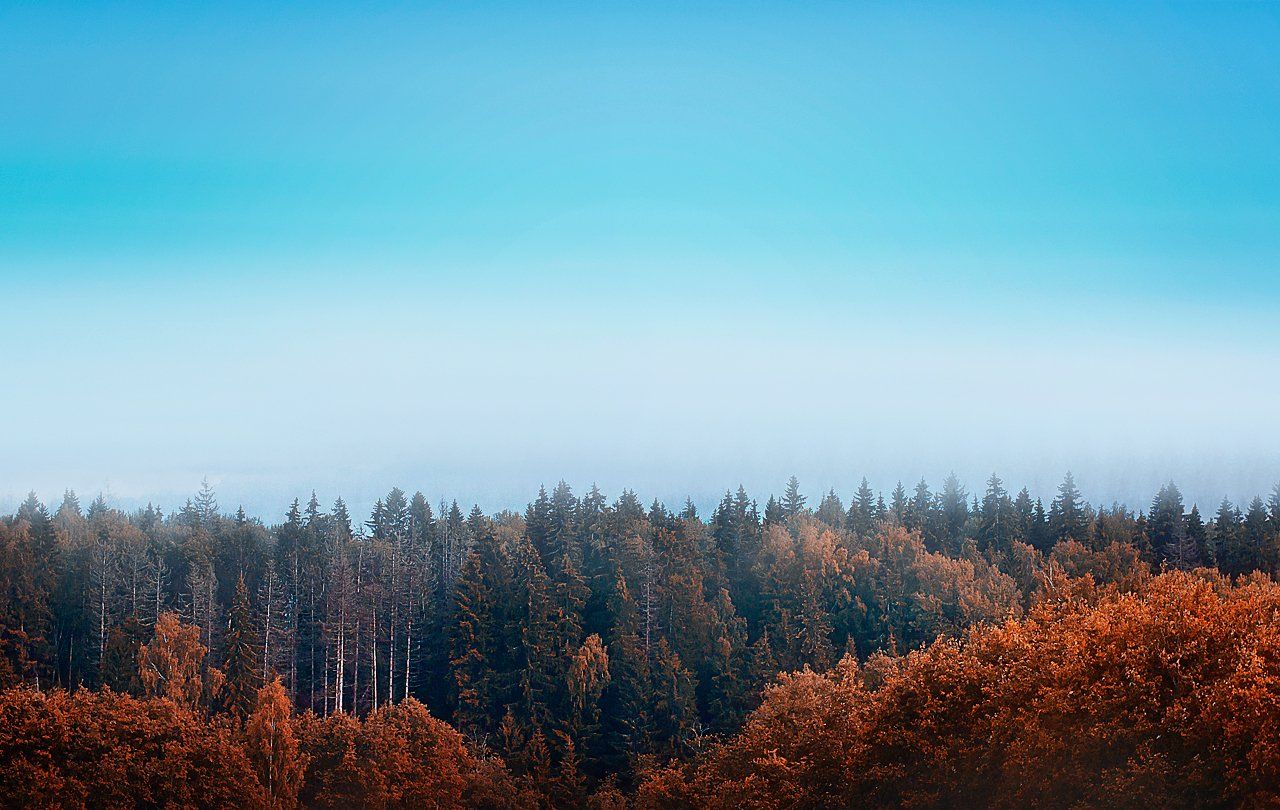 autumn, forest, landscape, лес, осень, пейзаж, природа, россия, Kerry Moore