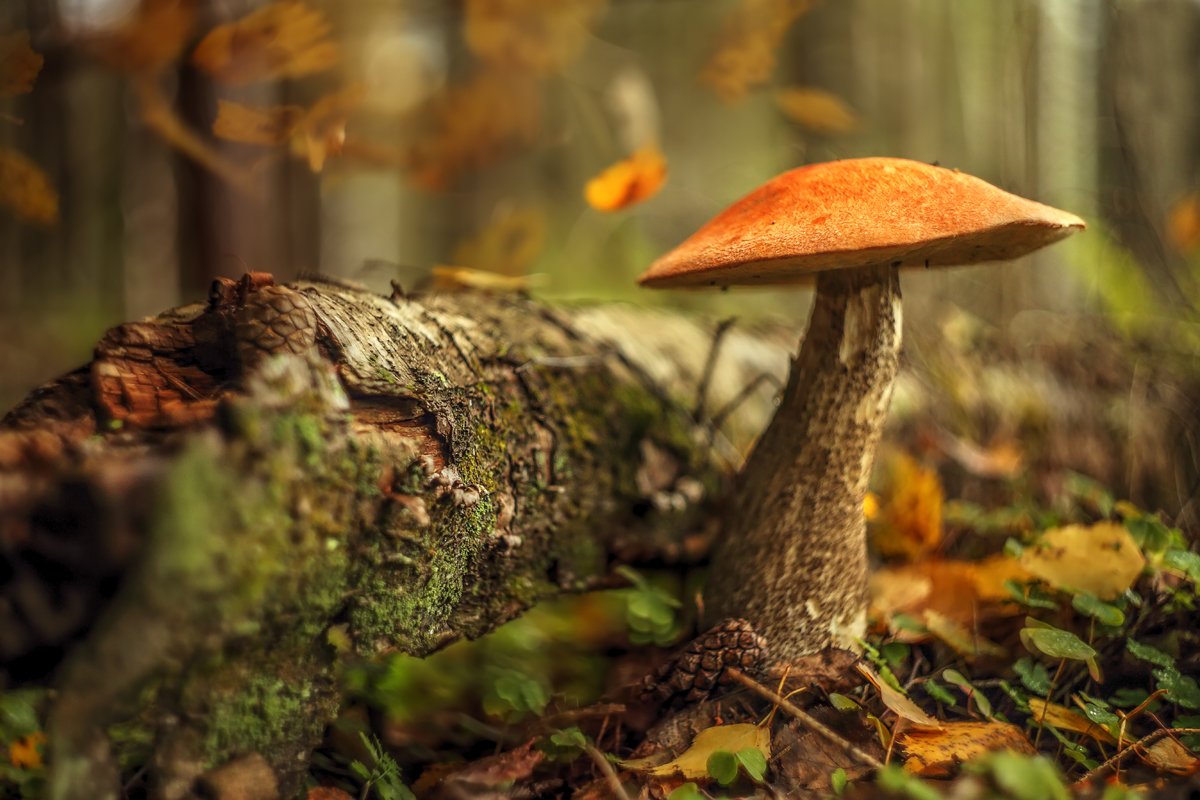 Осень грибы, Подосиновики, Сергей Кузнецов