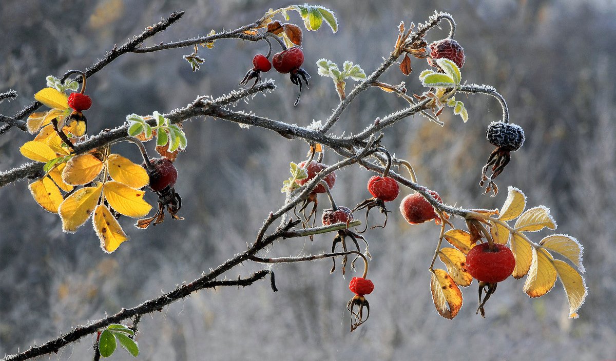 листья шиповника фото осенью