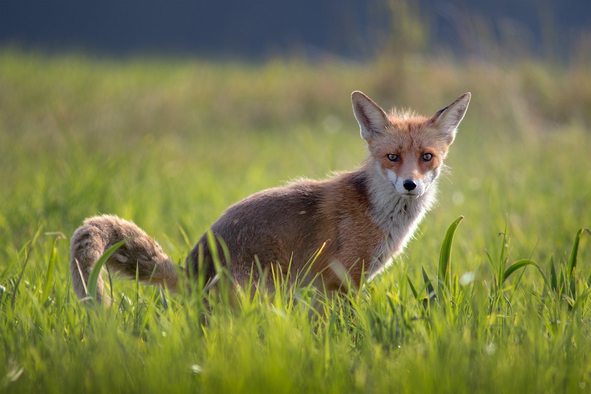 fox, shit, funny, animal, wildlife, grass, Wojciech Grzanka