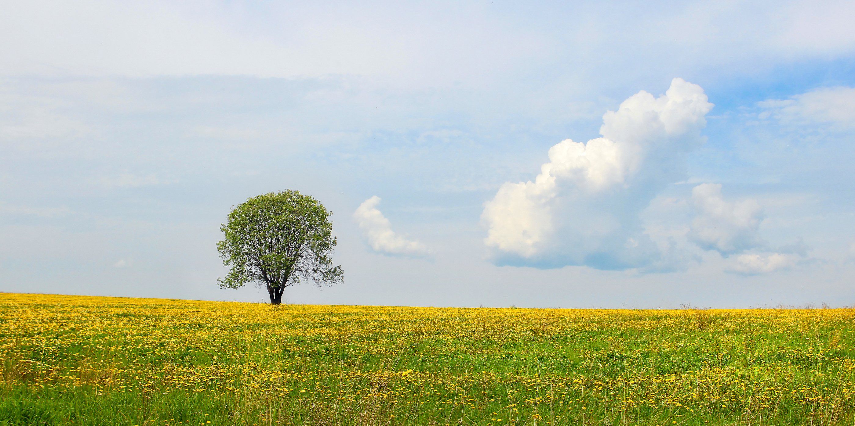 yellow, field, sky, landscape, nature, blue, sun, tree, green, cloud, dandelions,, Сергей Нестеров