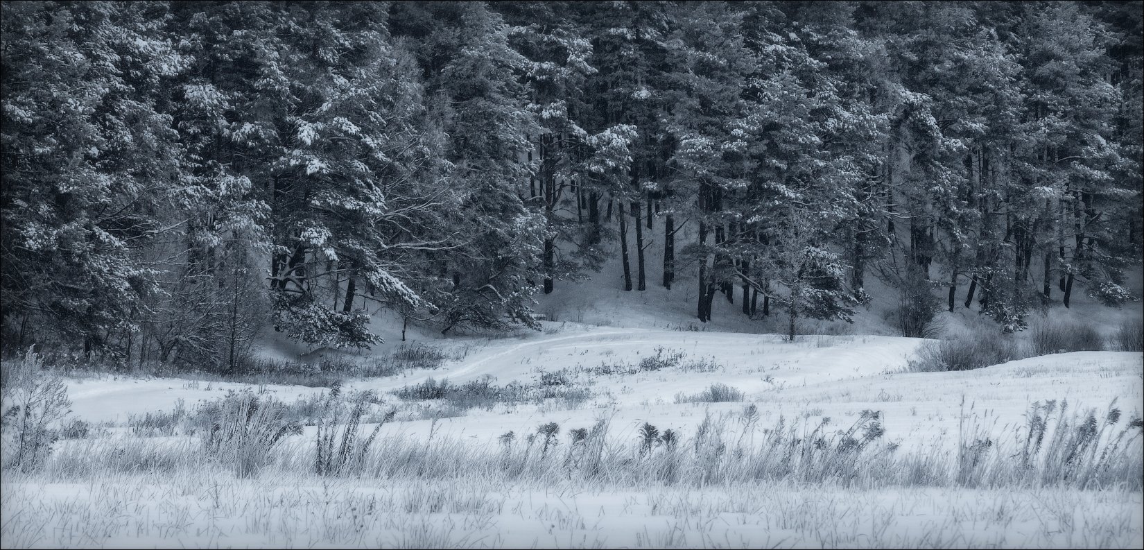 зима, лес, пасмурно, утро, Сергей Шабуневич