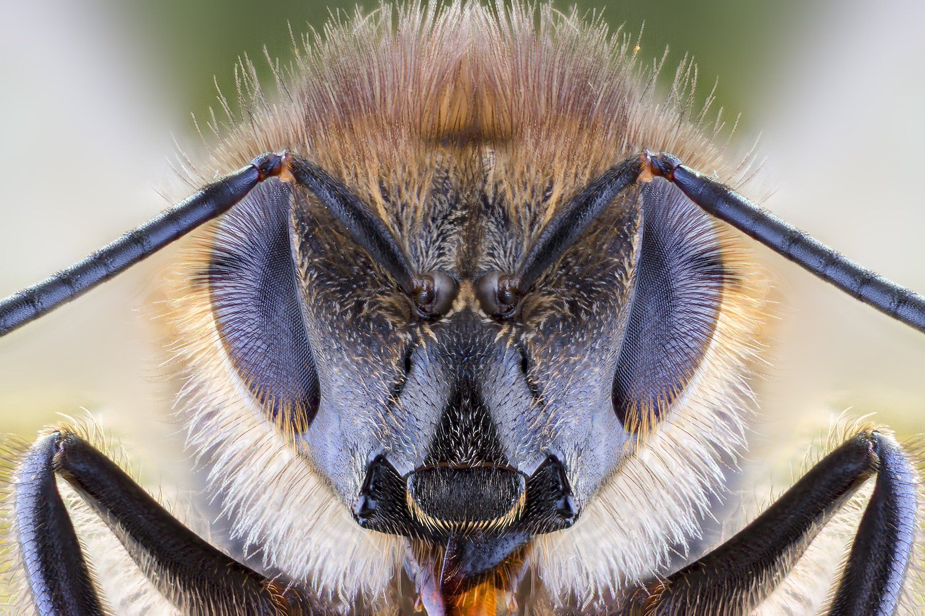 macro insects bee wild animal, ნიკოლოზ მესხი
