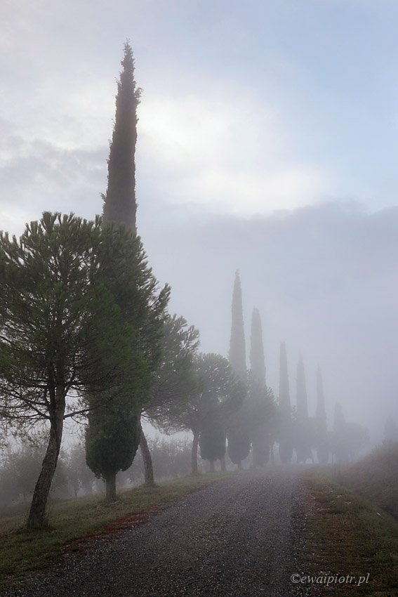 Tuscany, Piotr Debek