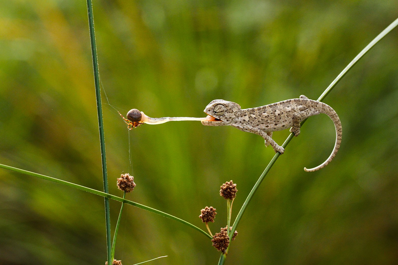 canon,nature,animals,spider,hunter,chameleon, mehmet