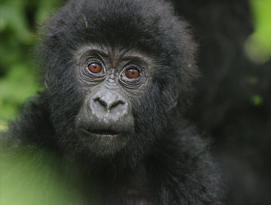 gorilla beringei, mountain gorilla, горные гориллы, дикая природа, дикие животные, фотоохота, Сергей Волков