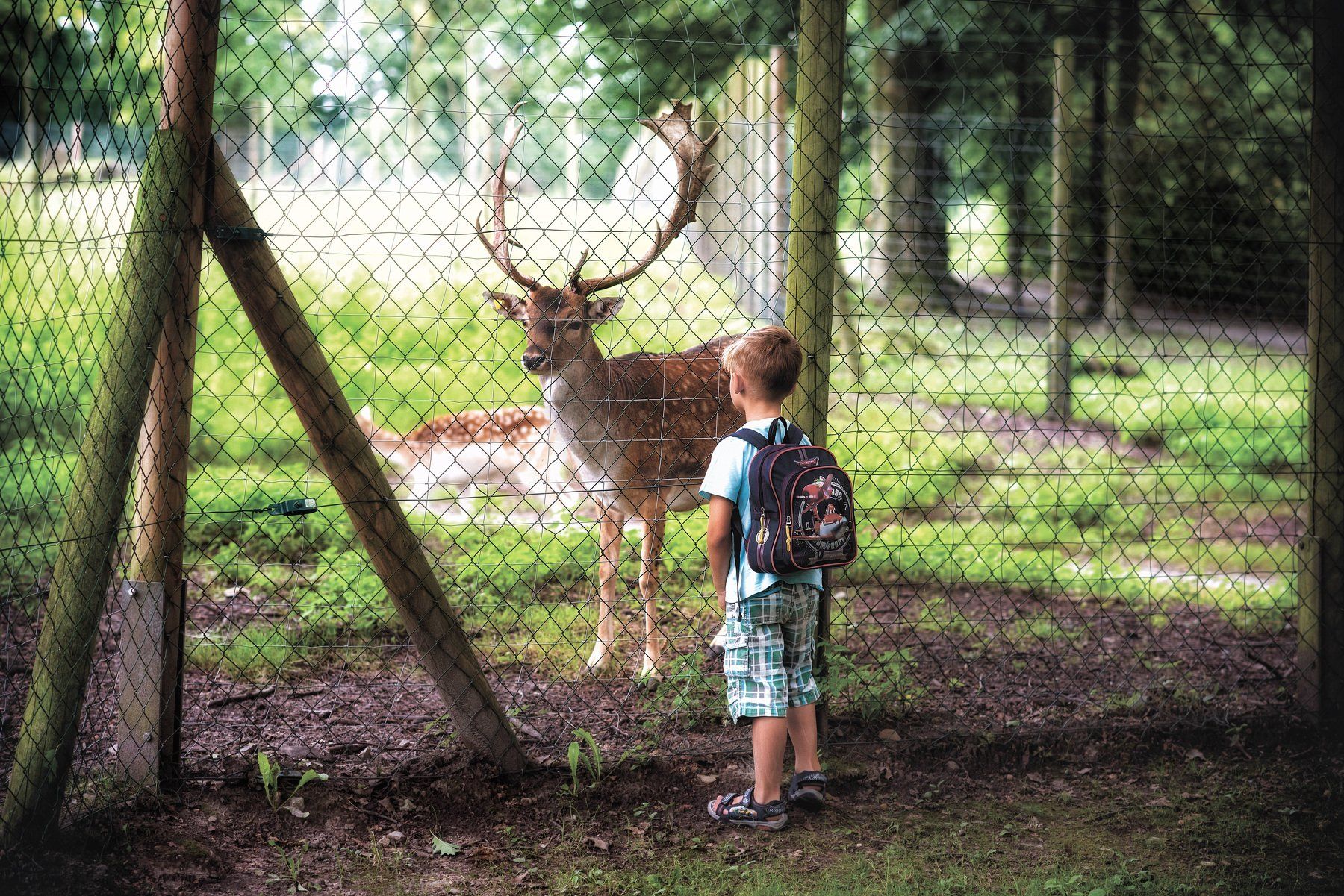 reserve,deer,cage,child ,looks,familiarity, Сергей Нестеров