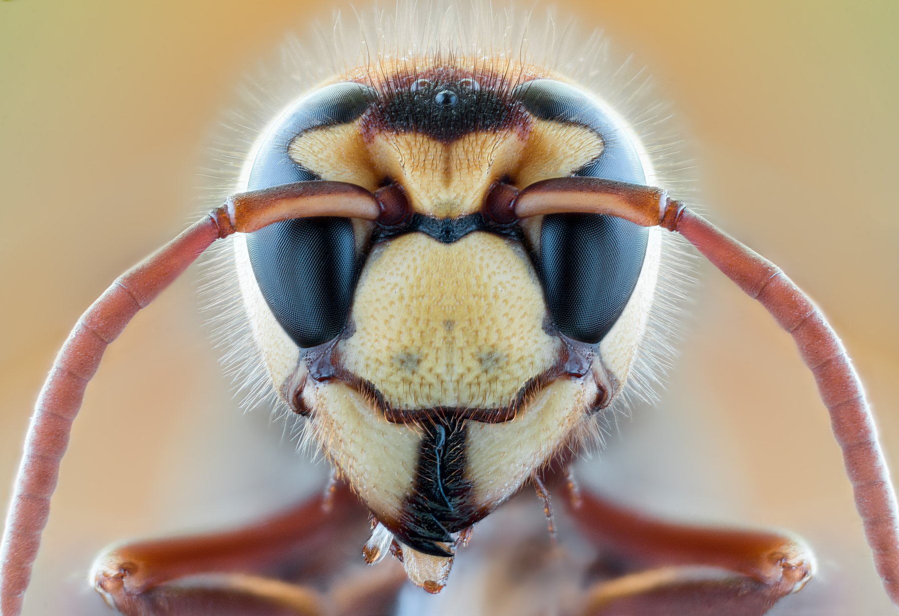 wild insect bee macro , ნიკოლოზ მესხი
