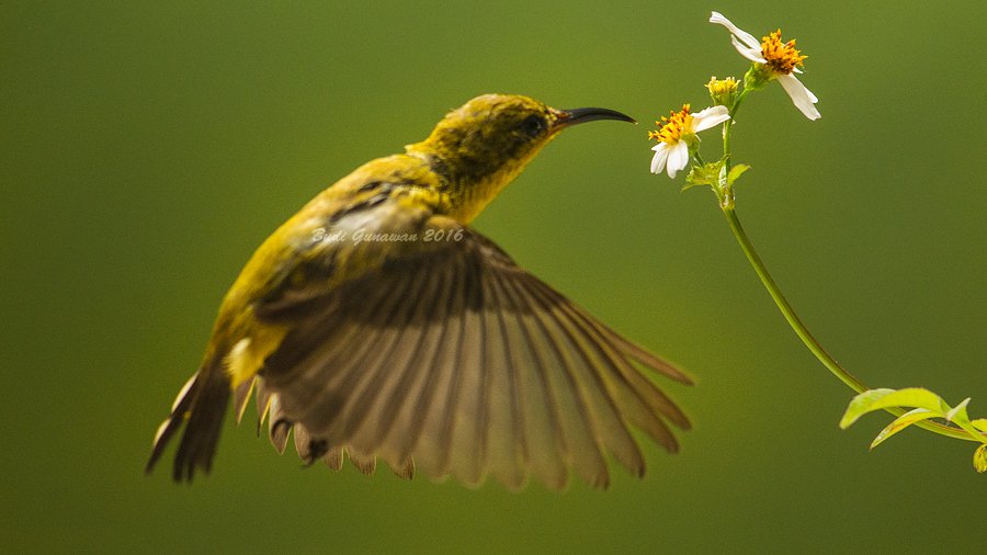 Olive-backed sunbird, bird, hovering, flower, Budi Gunawan