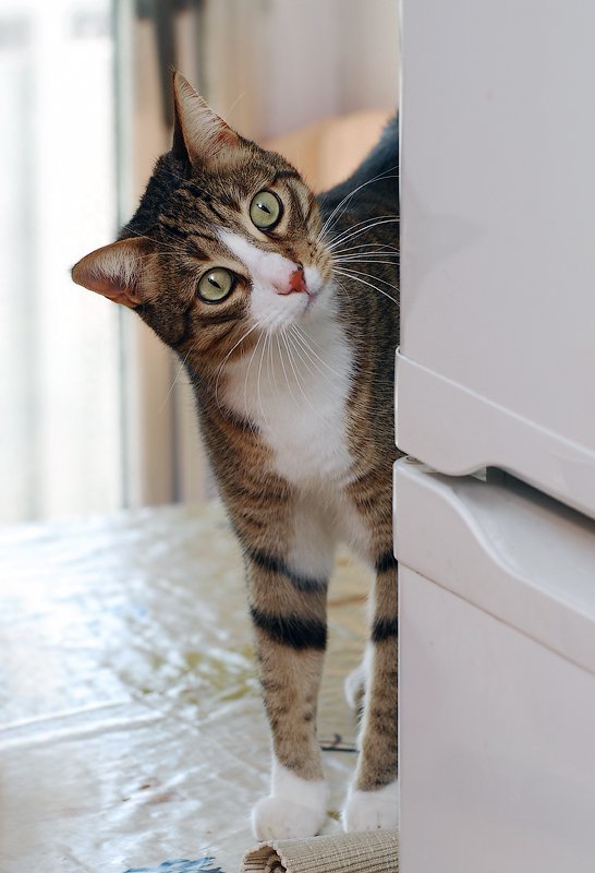 кот, холодильник, Татьяна Кожевникова