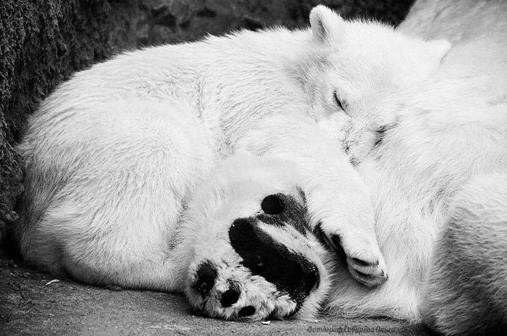 белые медведи, медвежёнок, спящий, Ольга Сибирёва