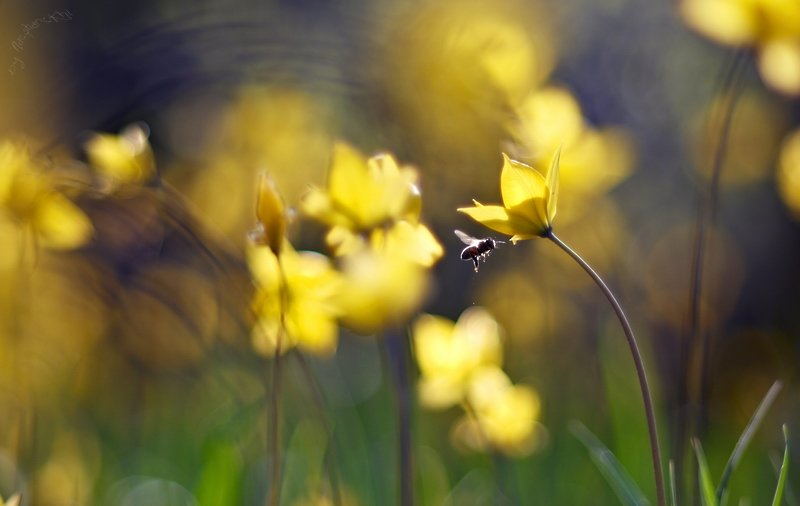 пчела, лесной тюльпан, весна, Кирилл Брага