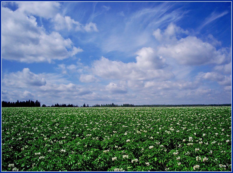 картофель,поле,небо,лето, Андрей,любитель 35photo