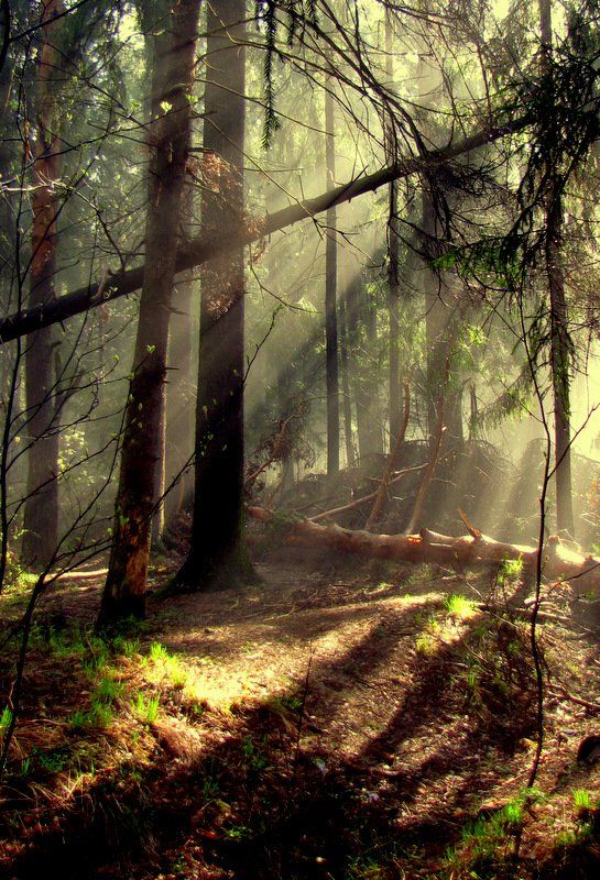 туман, лес, лучи, Света и Вася