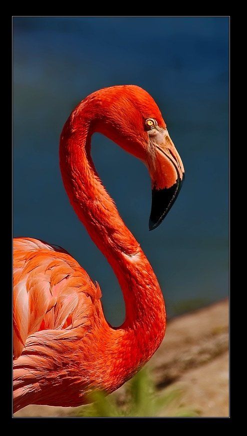 фламинго, птица, i_GO
