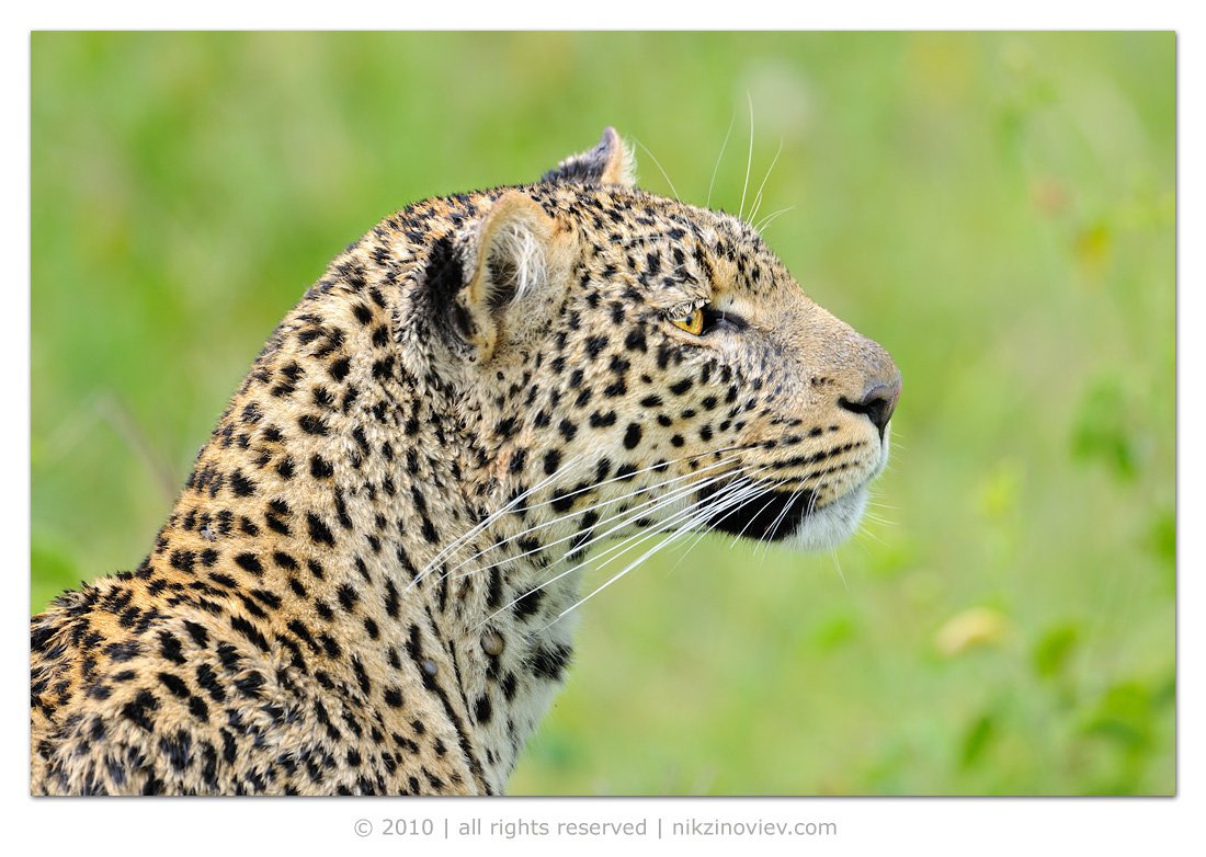 африка  дикие животные танзания, леопард, Николай Зиновьев