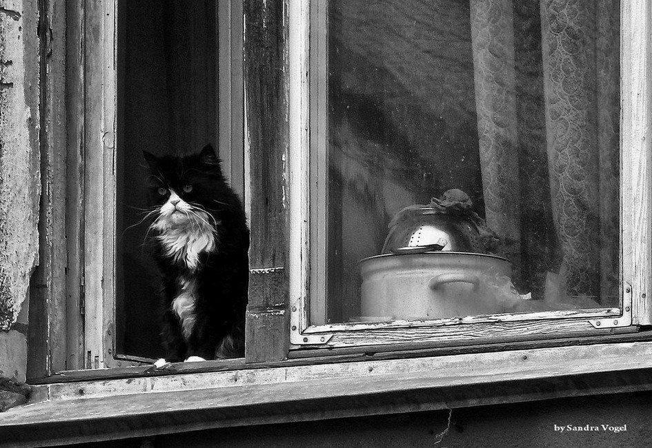 ожидание, гости, кот, окно, dark-angel