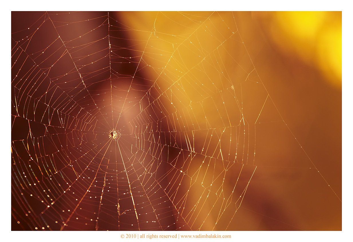 паук,сеть, Vadim Balakin
