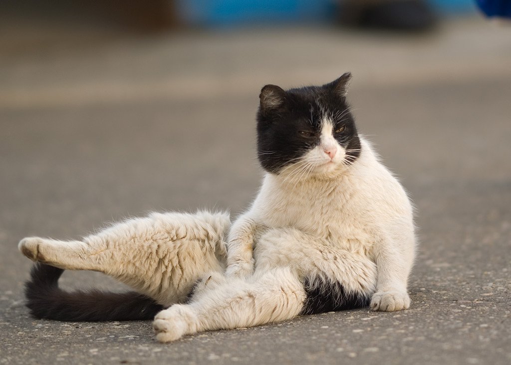 уличный, кот, Tatyana Pleshkova