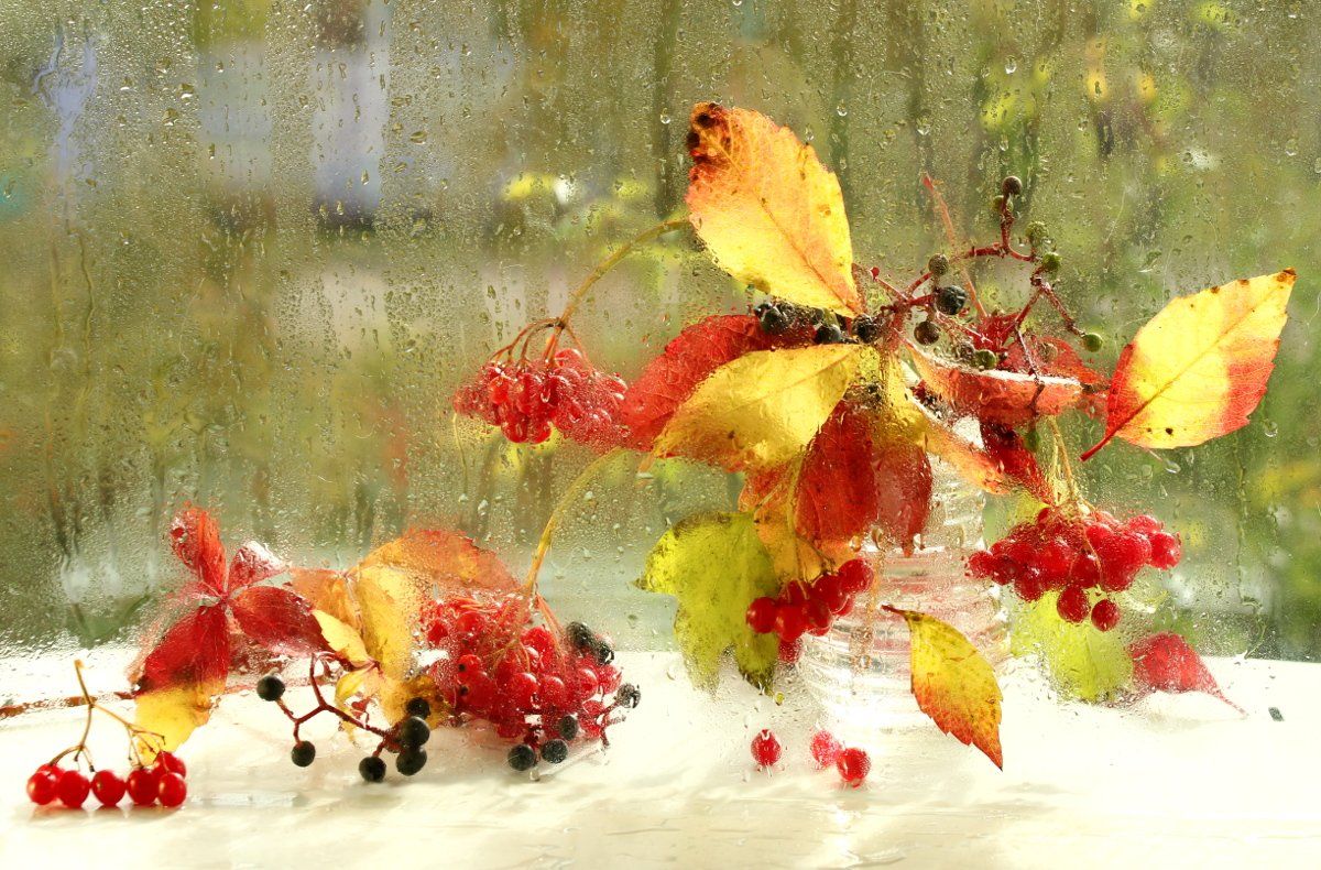 осень, листья, желтые, красные, калина,, Шруб (Беляева) Татьяна
