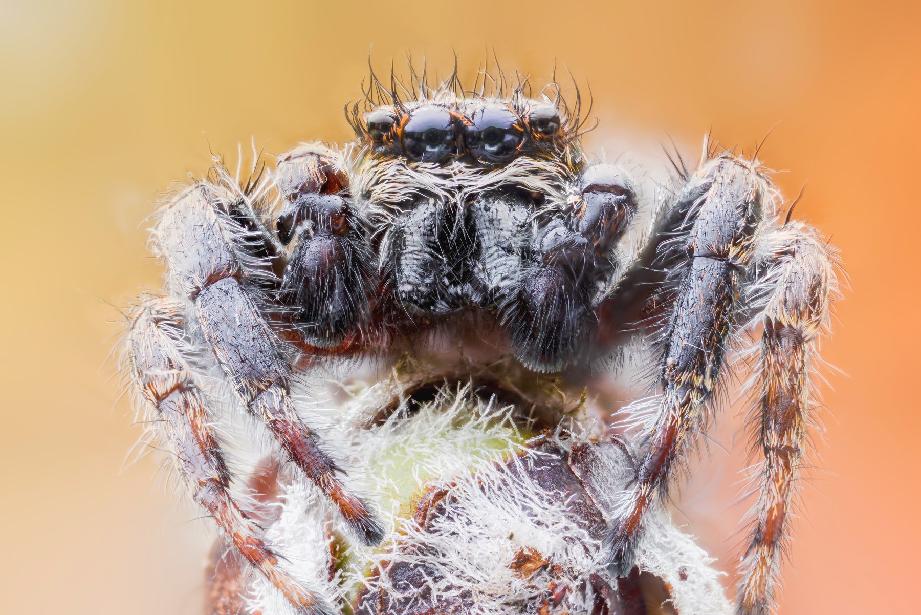 macro spider wild insect, ნიკოლოზ მესხი