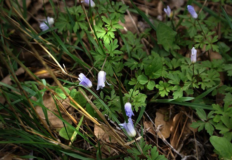 голубые цветы, Maria V. Gorskaya